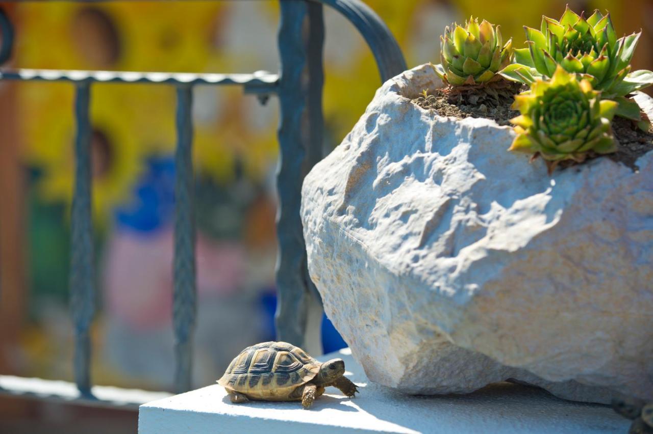 フローレ La Mela Blu Bed & Breakfast エクステリア 写真
